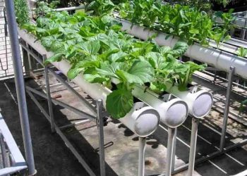 Kementan: Urban Farming Dukung Pertumbuhan Ekonomi Indonesia