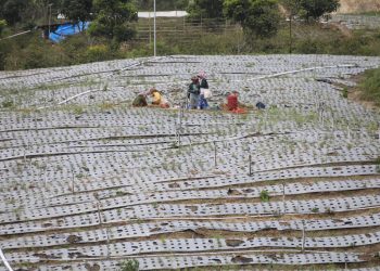 Petani Food Estate: Tim Kementan Gigih Berjuang Bersama Kami