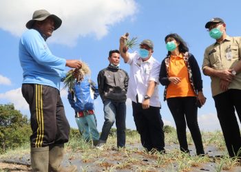 Food Estate, Mengubah Semak Belukar jadi Lahan Produktif
