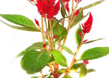 Gila! Gaji Profesor Kalah Sama Penjual Tanaman Hias