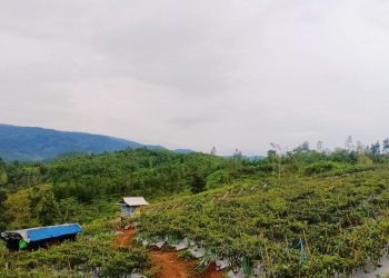 Pemberdayaan Kelompok Tani Milenial di Cilacap Mampu Menekan Margin Harga Cabai