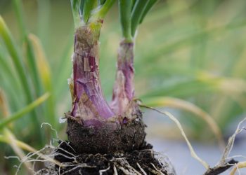 Memasuki Masa Panen, Pelaku Usaha Siap Serap Bawang dan Kentang Food Estate Sumatera Utara