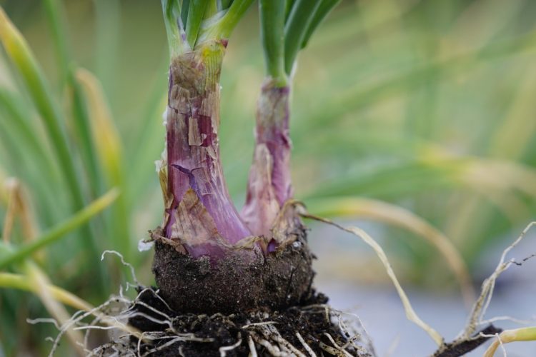 Memasuki Masa Panen, Pelaku Usaha Siap Serap Bawang dan Kentang Food Estate Sumatera Utara