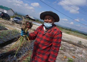 Kementan Siapkan Mekanisme Penjualan Melalui KUB untuk Kawal Panen di Food Estate Sumatera Utara