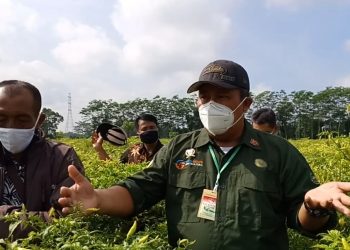 April, Harga Cabai Rawit Diprediksi Kembali Normal