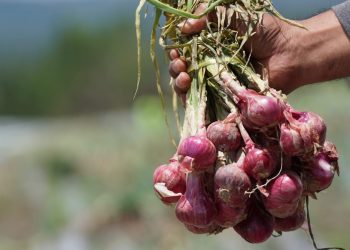 Masyarakat Humbang Hasundutan Rasakan Berkahnya Food Estate