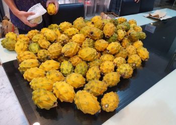 Ada Buah Naga Berwarna Kuning, Ini Penjelasannya