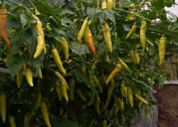 Petani Cabai Daerah Sentra Sepakat Turut Amankan Pasokan Cabai Jelang HBKN