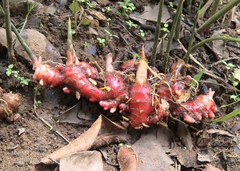 NERACA JAHE DALAM NEGERI MASIH POSITIF