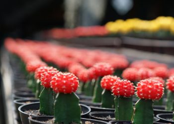 Demi Kaktus, Aldy Ridwan Tinggalkan Karier di Dunia Minyak dan Gas