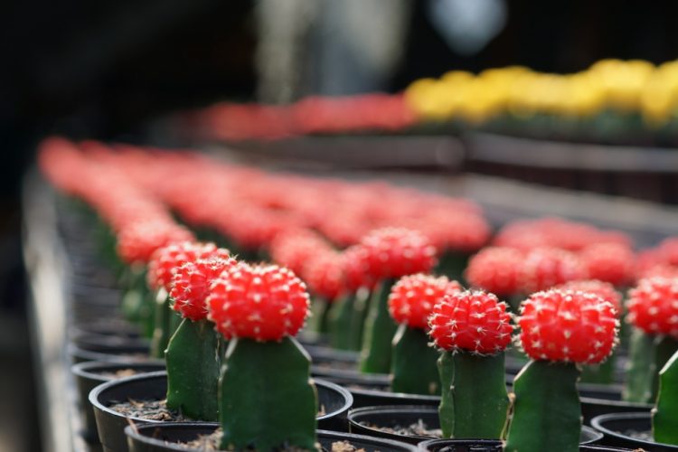 Demi Kaktus, Aldy Ridwan Tinggalkan Karier di Dunia Minyak dan Gas