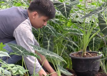 Jadi Eksportir Bunga, Lulusan SMK Penerbangan Ini Raup Omset Ratusan Juta Rupiah