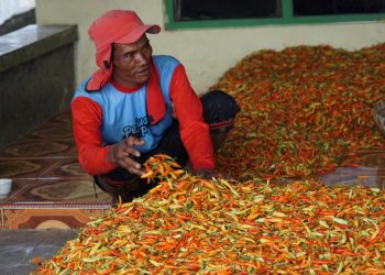 Pasokan Cukup, Harga Cabai Kini Berangsur Normal