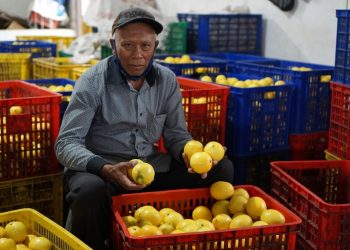 Peduli Hasil Panen Petani, Kementan Fasilitasi Edarkan Lemon ke Pasar Jabodetabek Hingga Bali