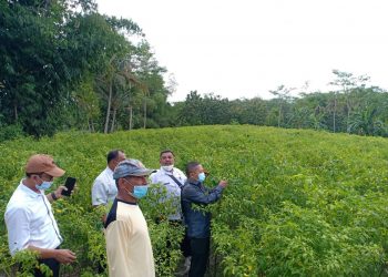 Blitar Siap Kawal Stok Cabai Nasional