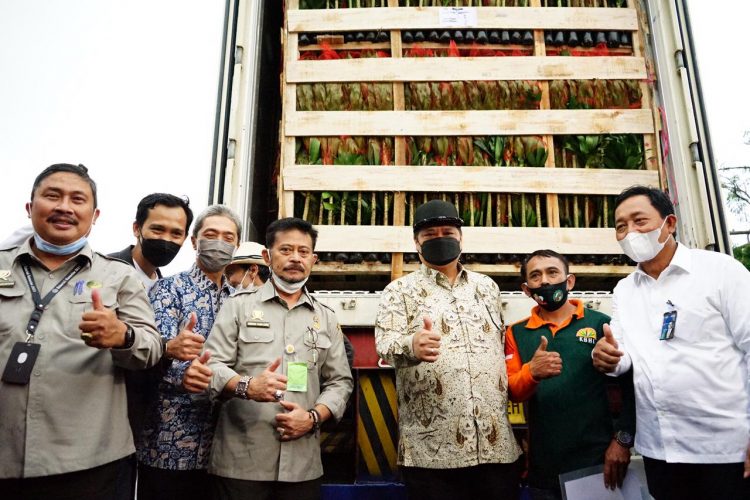 Menko Perekonomian dan Mentan Lepas Ekspor Tanaman Hias di Bawah Guyuran Hujan