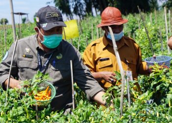 Pastikan Stok Cabai Aman H-3 Lebaran, Kementan Pantau Langsung Panen Cabai di Temanggung