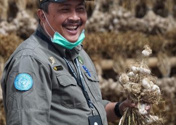 Benih Berkualitas Dorong Bawang Putih Lokal Berkembang Pesat di Lereng Gunung Sindoro-Sumbing