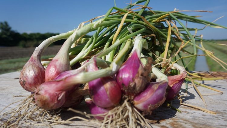 Stok dan Harga Cabai Bawang Jelang Hingga Pasca Idul Fitri Aman
