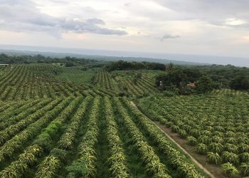 Kementan Paparkan Kampung Hortikultura di Depan Komisi IV DPR RI