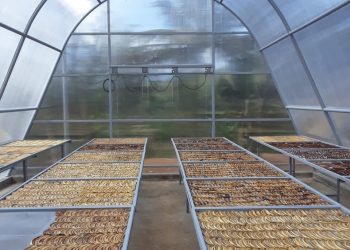 Solar Dryer Dome Tingkatkan Nilai Tambah Produk Hortikultura Petani