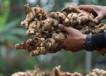 Bupati Garut Dukung Kementan Dongkrak Ekspor Jahe Lewat Kampung Hortikultura