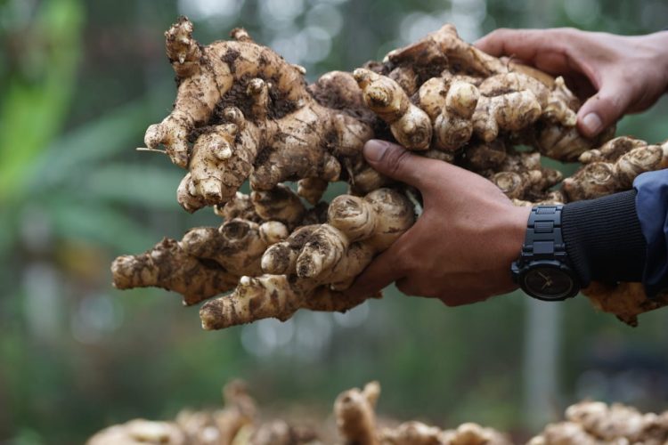 Bupati Garut Dukung Kementan Dongkrak Ekspor Jahe Lewat Kampung Hortikultura