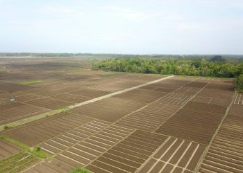 Kementan Akan Kembali Bangun Food Estate Berbasis Hortikultura
