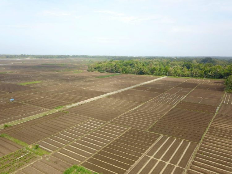 Kementan Akan Kembali Bangun Food Estate Berbasis Hortikultura