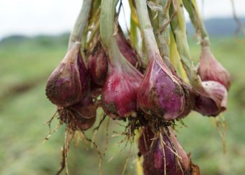 Si Glowing, Bawang Merah Ramah Lingkungan yang Wanginya Menyengat