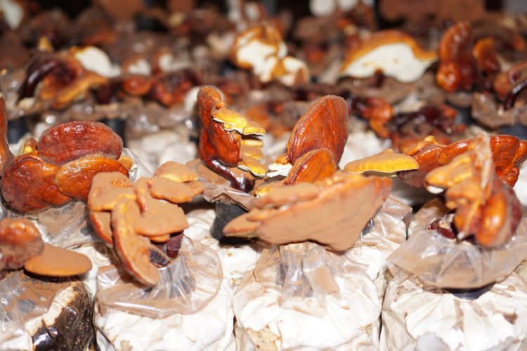 Mengandung Protein Tinggi, Permintaan Jamur Meningkat Di Tengah Pandemi Covid-19