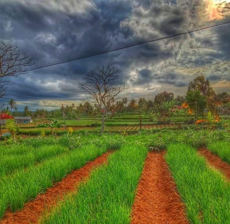 Bawang Merah dan Cabai Rawit Rubaru, Potensi Andalan Hortikultura Sumenep