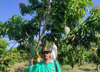 KEMENTAN DORONG INDRAMAYU SEBAGAI ROLE MODEL KAMPUNG BUAH