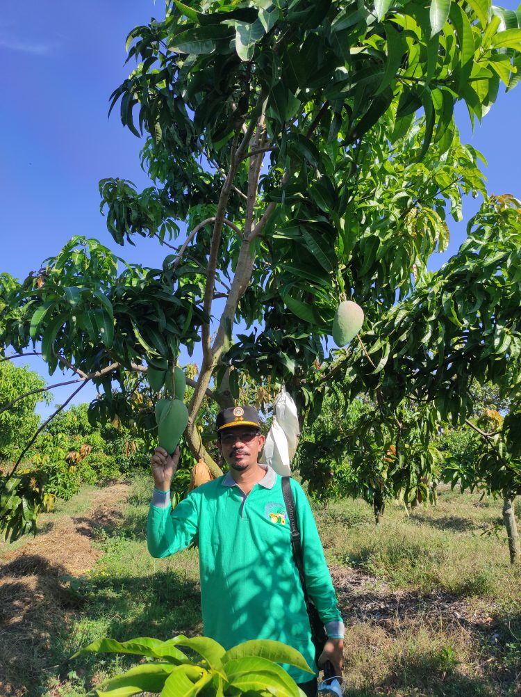KEMENTAN DORONG INDRAMAYU SEBAGAI ROLE MODEL KAMPUNG BUAH