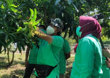 Teknologi UHDP Perkuat Kampung Hortikultura