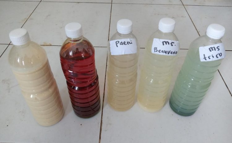 Sokong Produk Hortikultura Berkualitas, Kementan Ajak Petani Manfaatkan Pestisida Nabati