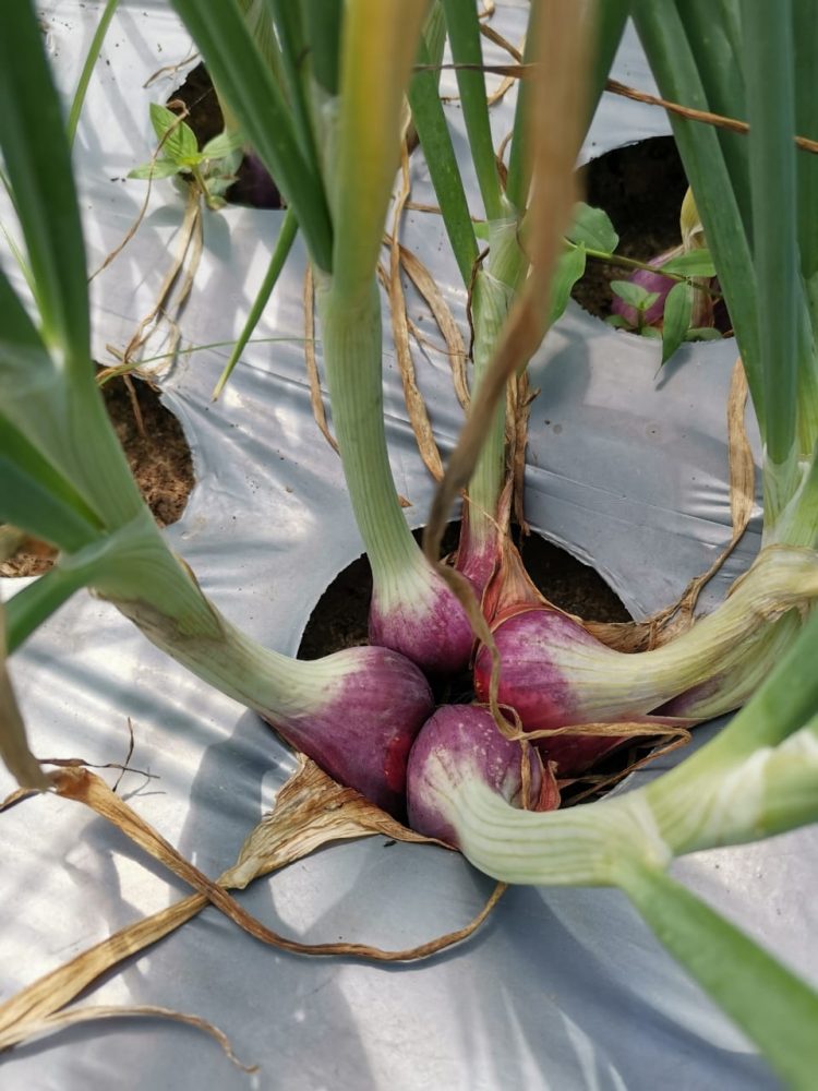 Menguntungkan dan Berprospek Ekspor, Kementan Ajak Petani Tanam Bawang Merah Biji TSS