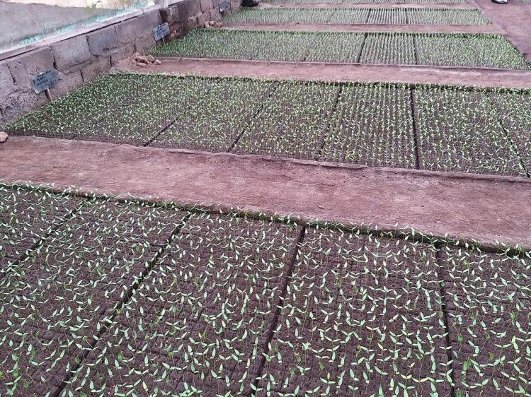 Soilblock : Solusi Efesiensi Budidaya di Kampung Cabai