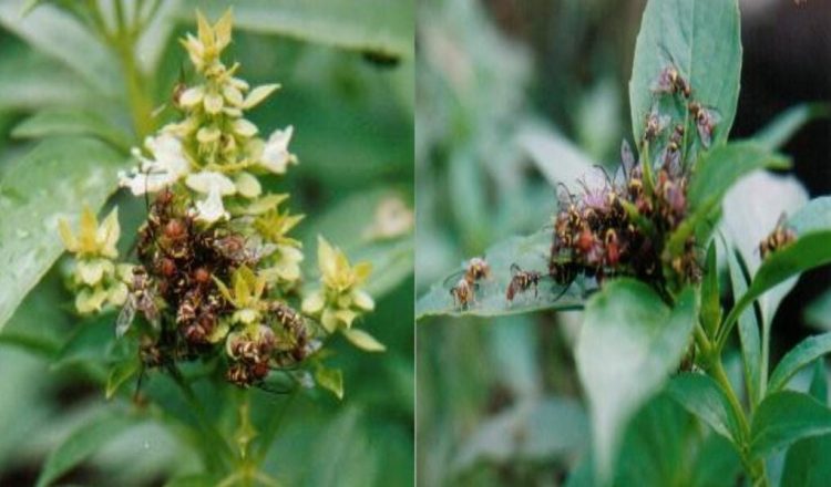 Ekstrak Mimba dan Minyak Selasih Dorong Produksi Hortikultura Aman dan Ramah Lingkungan