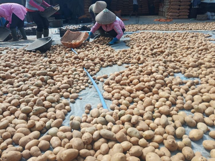 Benih Kentang Bermutu Kunci Sukses Hasil Produksi Kampung Kentang