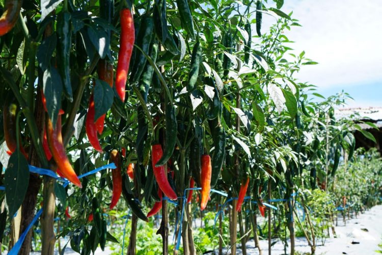 Kementan Ajak Stakeholder Bantu Beli Cabai Petani