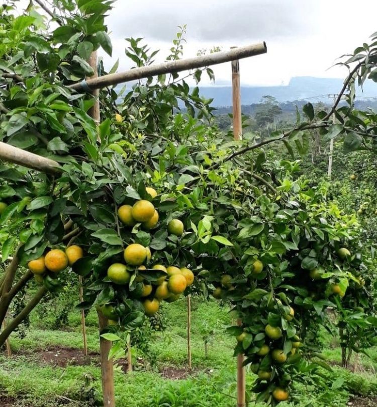 Benih Bermutu Tentukan Keberhasilan Kampung Jeruk