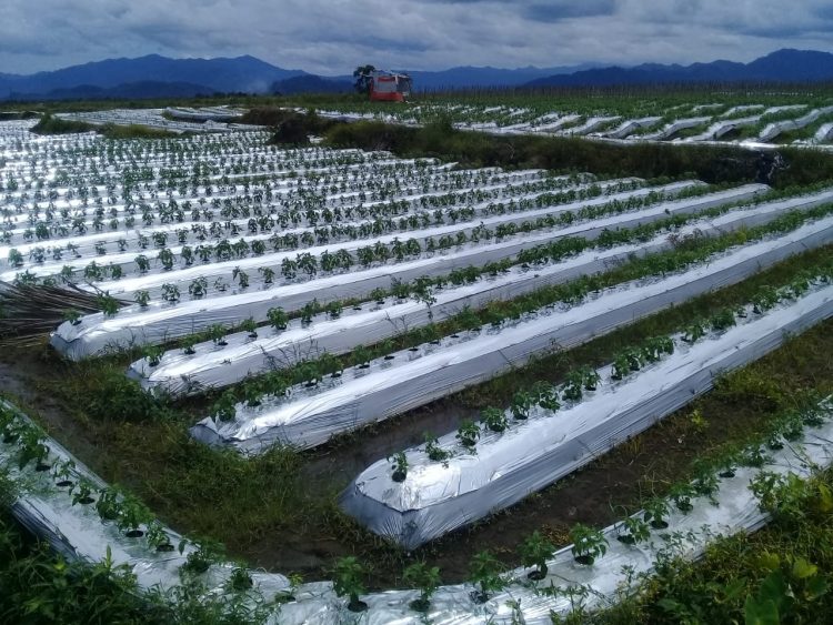 Tata Kelola Budidaya yang Baik Dorong Cabai Indonesia Menuju Pasar Global