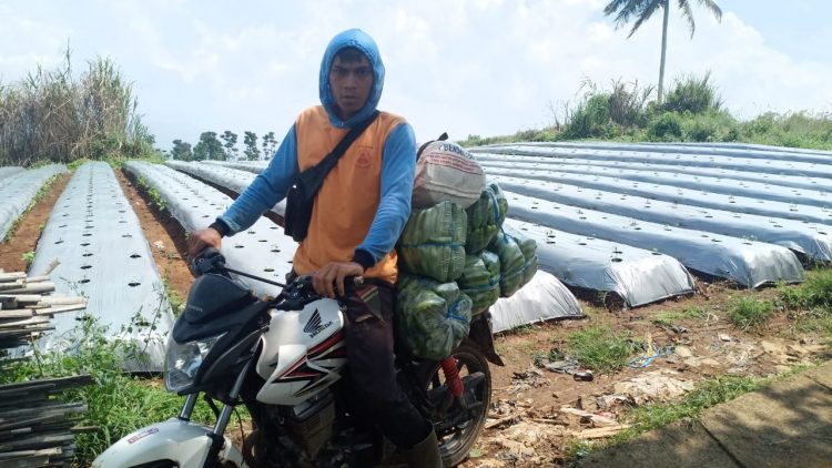 Kementan Kawal Sukabumi Amankan Pasokan Sayuran untuk Jakarta Selama PPKM