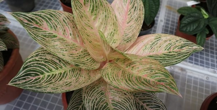 Strategi Tingkatkan Nilai Tambah dan Daya Saing Florikultura