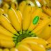 Pisang Mas Kirana Asal Lumajang Mampu Bersaing di Pasar Global