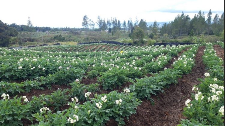 Akademisi USU: Teknologi dan SDM Penentu Keberlanjutan FE Humbahas