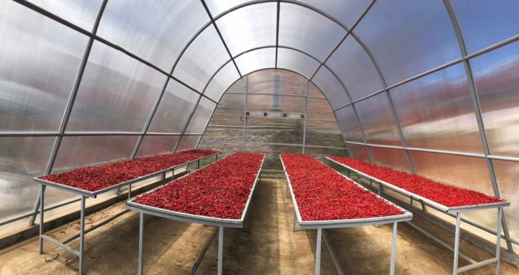 Tingkatkan Nilai Tambah Olahan Cabai dengan Metode Pengeringan