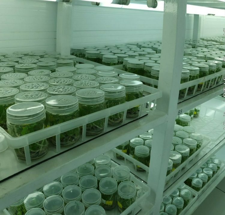 Target Produksi Jutaan Benih Hortikultura, Kementan Beberkan Cara Pendaftaran Varietas