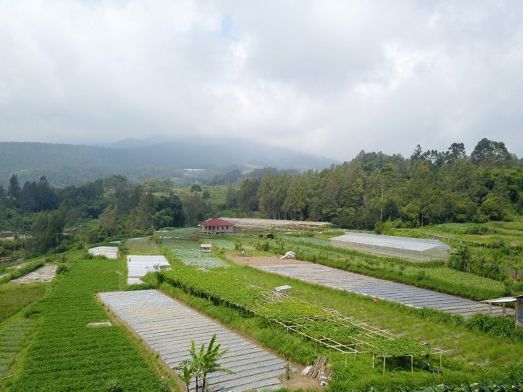 Kementan Bangun Kampung Hortikultura di Tahun 2022